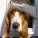 hound dog sticks his head out of doggie door